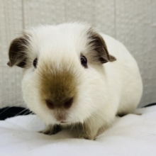 この垂れ耳が可愛すぎますっ‼️マシュマロボディーのロシアンモルモット🤍