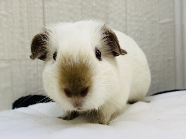 この垂れ耳が可愛すぎますっ‼️マシュマロボディーのロシアンモルモット🤍