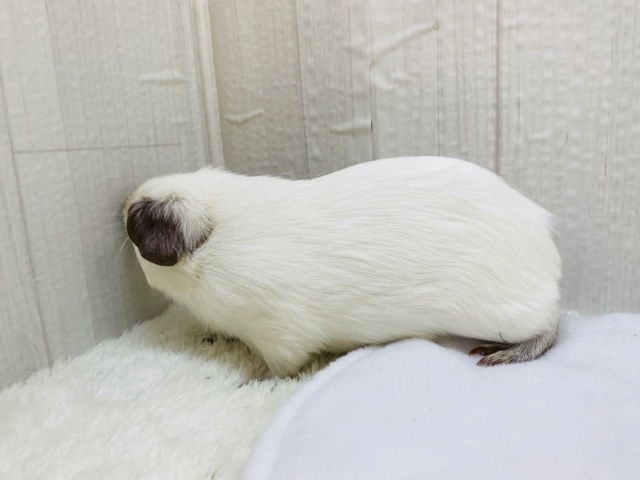 ロシアンモルモット