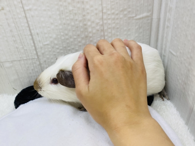 ロシアンモルモット