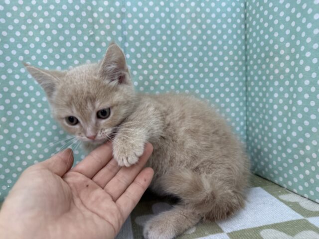 スリスリさせてくれよな💗短足あんよのマンチカンの男のコきました💫 マンチカン
