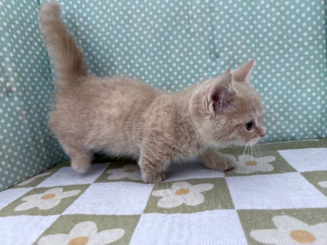 スリスリさせてくれよな💗短足あんよのマンチカンの男のコきました💫 マンチカン