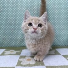 スリスリさせてくれよな💗短足あんよのマンチカンの男のコきました💫