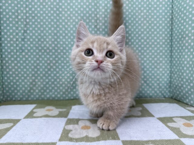 スリスリさせてくれよな💗短足あんよのマンチカンの男のコきました💫