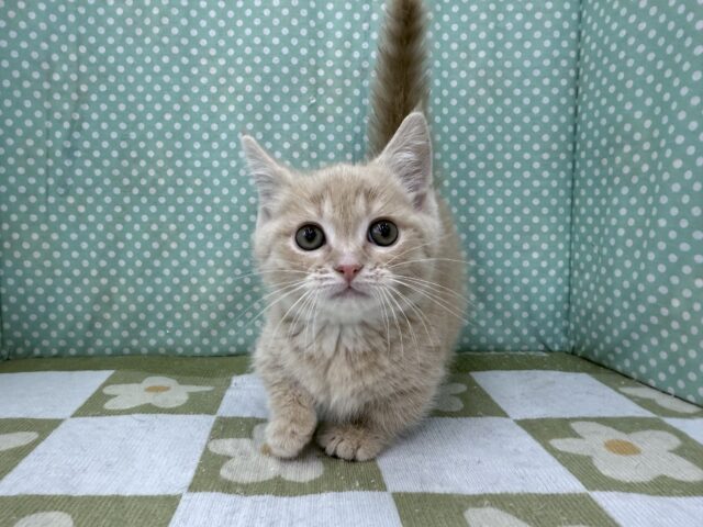 スリスリさせてくれよな💗短足あんよのマンチカンの男のコきました💫 マンチカン