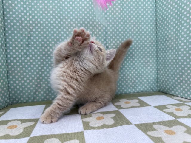 スリスリさせてくれよな💗短足あんよのマンチカンの男のコきました💫 マンチカン