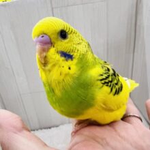 ベビーフェイス♡セキセイインコのヒナ(グリーンパイド)入荷しました❤️