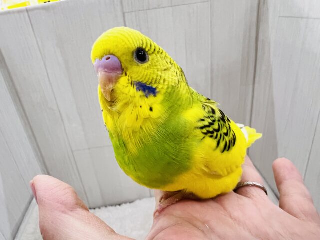 ベビーフェイス♡セキセイインコのヒナ(グリーンパイド)入荷しました❤️