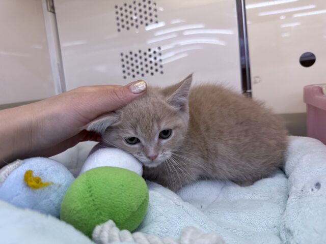 スリスリさせてくれよな💗短足あんよのマンチカンの男のコきました💫 マンチカン