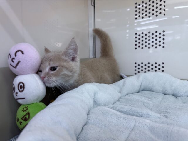 スリスリさせてくれよな💗短足あんよのマンチカンの男のコきました💫 マンチカン