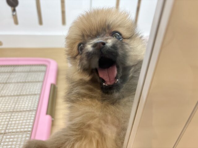 毛玉が大はしゃぎ!?ポメラニアンちゃん! ポメラニアン