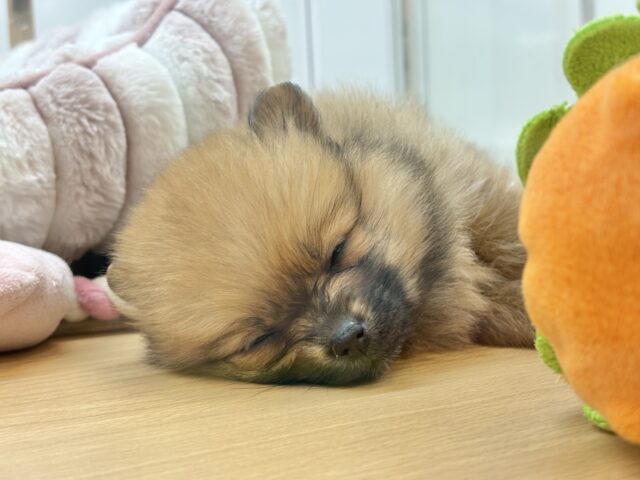 毛玉が大はしゃぎ!?ポメラニアンちゃん! ポメラニアン