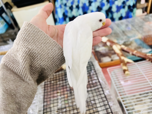 セキセイインコ