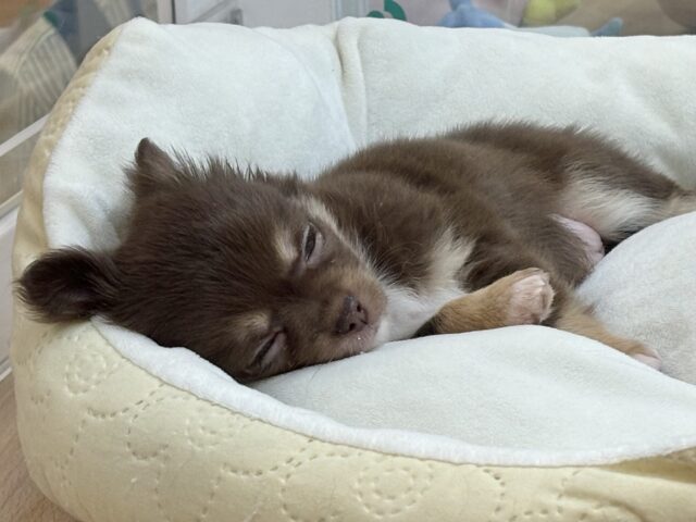 ムチムチボディーはお好き♡?チワワくん! チワワ