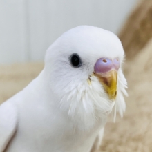 将来が楽しみ〜✨な夢見るセキセイインコのダブルファクター（白）