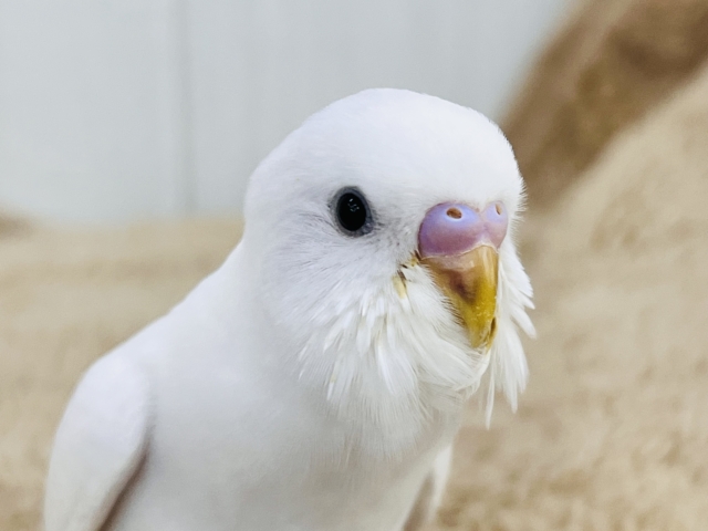 将来が楽しみ〜✨な夢見るセキセイインコのダブルファクター（白）