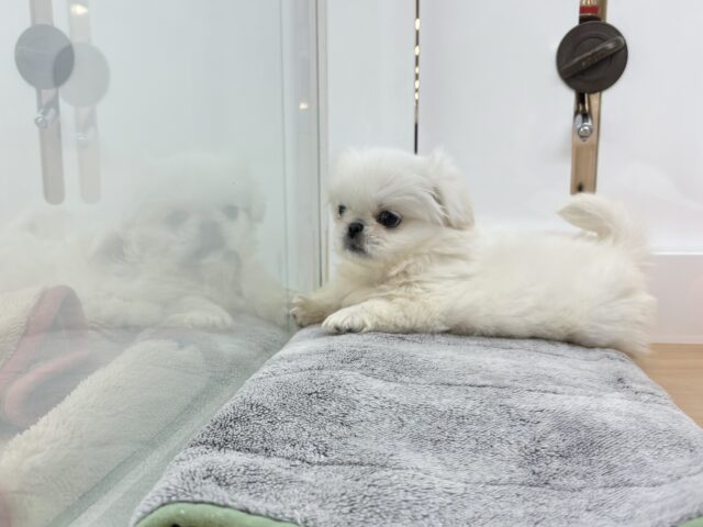 ムチムチボディーの大冒険☆ペキニーズくん! ペキニーズ