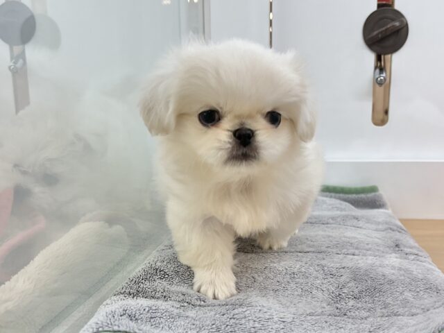 ムチムチボディーの大冒険☆ペキニーズくん! ペキニーズ