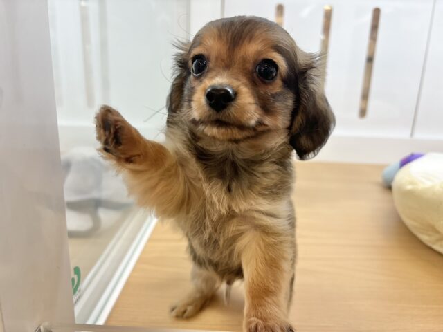 好きが止まらな〜〜い♥ダップーチーくん! ダップーチー