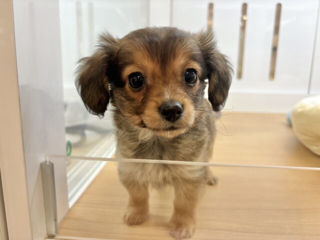 好きが止まらな〜〜い♥ダップーチーくん！