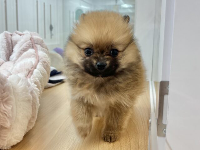 毛玉が大はしゃぎ!?ポメラニアンちゃん! ポメラニアン