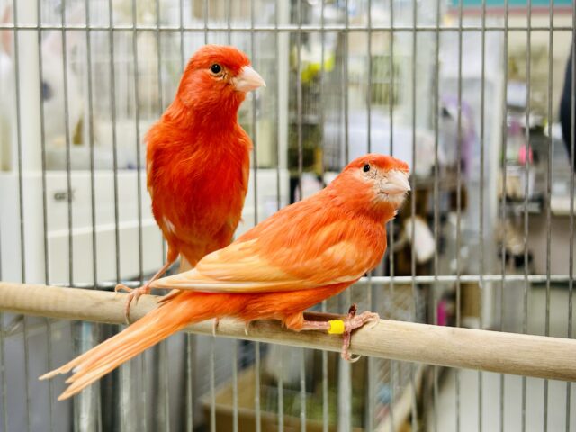 赤カナリア