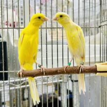 シュッとスラっとボディが美しい・・・　細カナリア