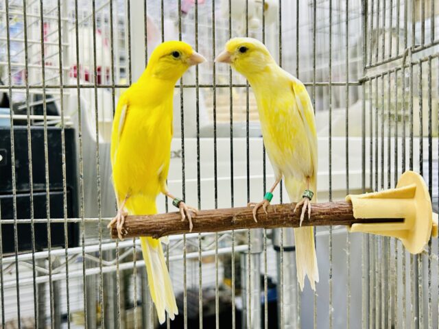 シュッとスラっとボディが美しい・・・ 細カナリア 細カナリア(ホソカナリア)