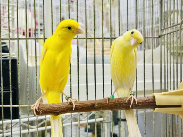 シュッとスラっとボディが美しい・・・ 細カナリア 細カナリア(ホソカナリア)