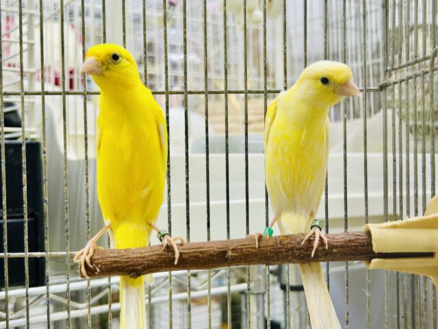 シュッとスラっとボディが美しい・・・ 細カナリア 細カナリア(ホソカナリア)