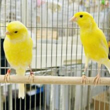 さっぱりレモンペア🍋　レモンカナリア