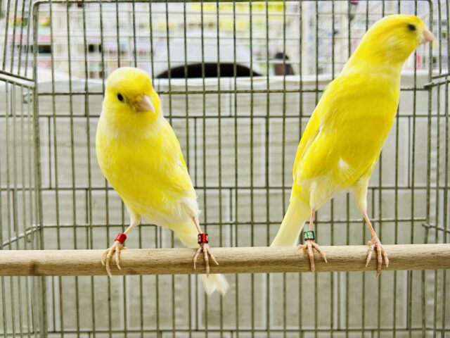 レモンカナリア