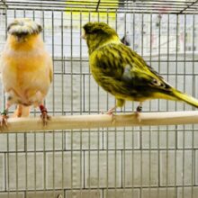 かーぱっぱカナリアちゃん♪♪　グロスターカナリア