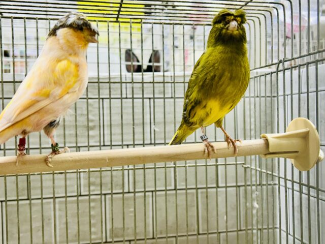 グロスターカナリア