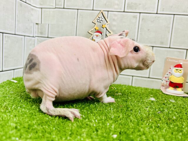 スキニーギニアピッグ