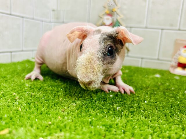 スキニーギニアピッグ