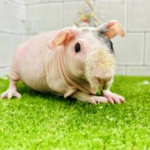 ツルスベな子ブタちゃん？？？　スキニーギニアピック