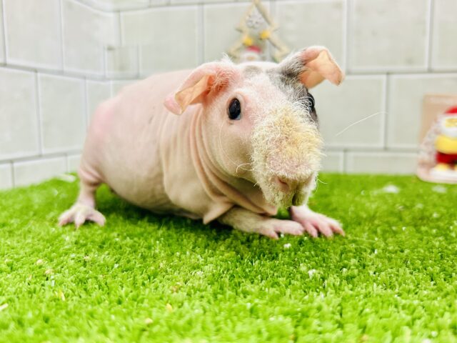 ツルスベな子ブタちゃん??? スキニーギニアピック スキニーギニアピッグ