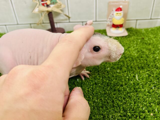 ツルスベな子ブタちゃん??? スキニーギニアピック スキニーギニアピッグ