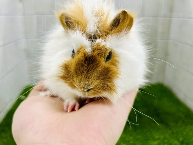 アビシニアンモルモット