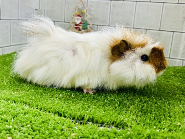 くるくる~モサモサワイルドスタイル アビシニアンモルモット アビシニアンモルモット