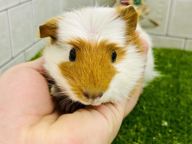 クレステッドモルモット