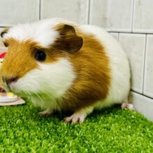 ポチっと押したくなる魅惑のスイッチ！？　クレステッドモルモット