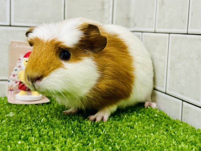 ポチっと押したくなる魅惑のスイッチ!? クレステッドモルモット クレステッドモルモット