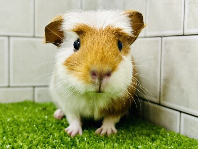 ポチっと押したくなる魅惑のスイッチ!? クレステッドモルモット クレステッドモルモット