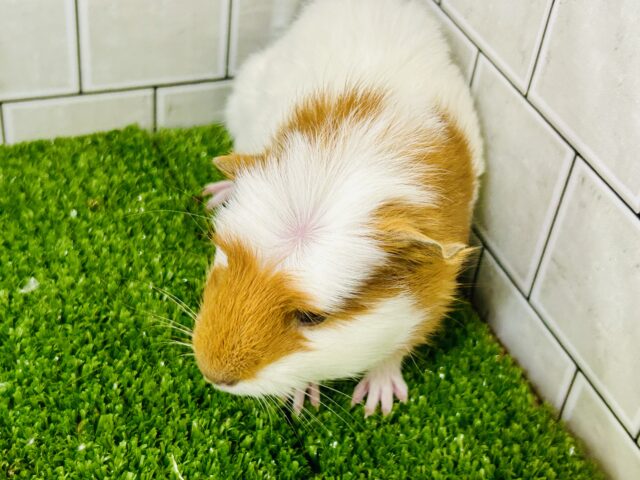 ポチっと押したくなる魅惑のスイッチ!? クレステッドモルモット クレステッドモルモット