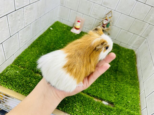 ツートンカラー? いやいや隠された色があるんです♪ イングリッシュモルモット イングリッシュモルモット