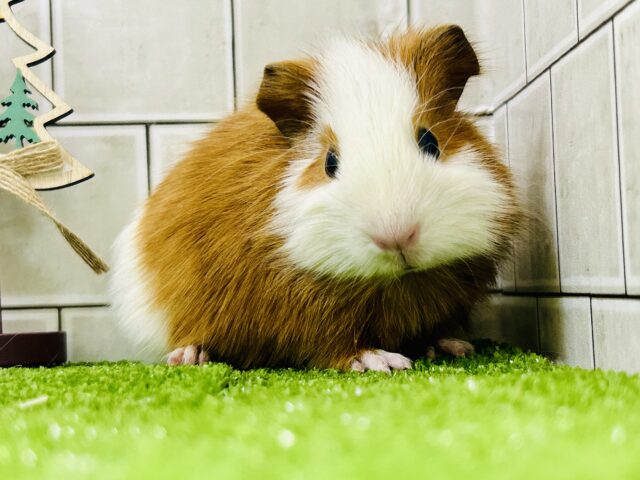 ツートンカラー？　いやいや隠された色があるんです♪　イングリッシュモルモット