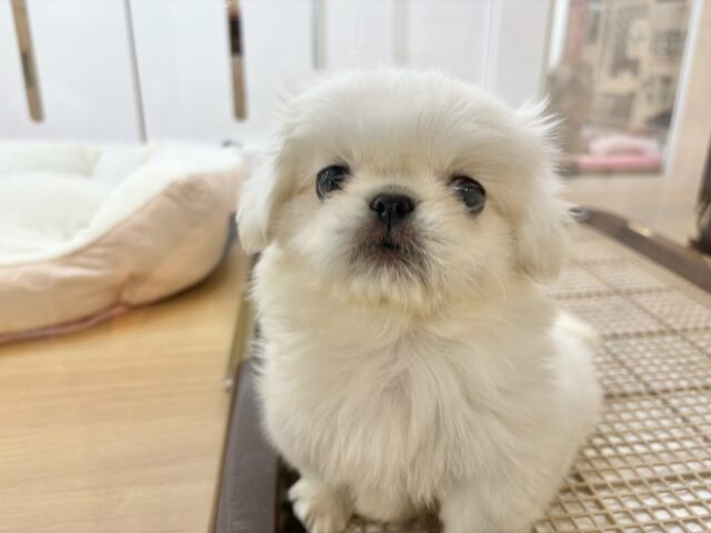 ムチムチボディーの大冒険☆ペキニーズくん! ペキニーズ