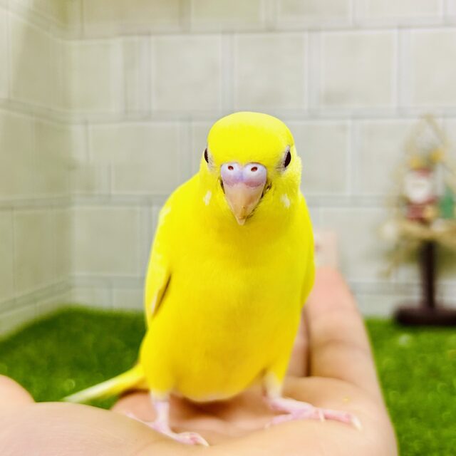 セキセイインコ
